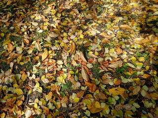 photo of a Sunny autumn day