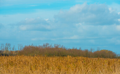 Obraz premium Reed along the edge of a lake in wetland under a blue cloudy sky in sunlight in autumn, Almere, Flevoland, The Netherlands, November 22, 2020