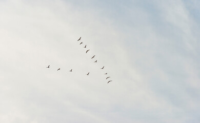 Flock of geese flying in a blue cloudy sky in bright sunlight over wetland in autumn, Almere, Flevoland, The Netherlands, November 22, 2020