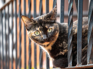 Little Cat with Green Eyes Looking Curiously Behind Bars