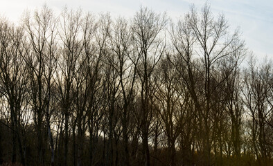 Silhoutte of the canopy of deciduous trees in a field in wetland under a cloudy sky in sunlight in autumn, Almere, Flevoland, The Netherlands, November 22, 2020
