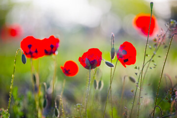 closeup red poppy flowers in a prairie, natural background