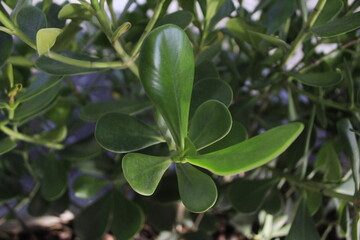 Leaf green