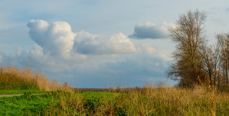 Reed along the edge of a lake in wetland under a blue cloudy sky in sunlight in autumn, Almere, Flevoland, The Netherlands, November 22, 2020