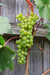 Bunch of green grapes hang from a vine on wooden fence background