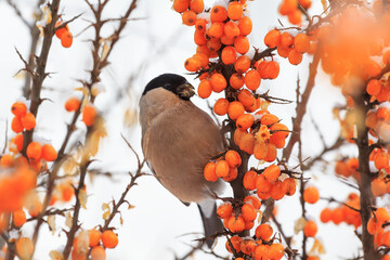 Bullfinch (pyrrhula pyrrhula) eating berry of sea buckthorn