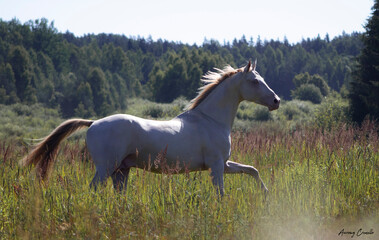Obraz na płótnie Canvas Cremello Akhal-Teke stallion running in the summer free. Animal in motion.