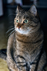 Tabby cat near the door, Mackerel tabby, with the distinctive striped pattern and forehead 'M'