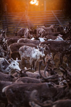 Hard of reindeers, Sweden