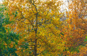 Trees in autumn colors in a forest wetland under a cloudy sky in sunlight at fall, Almere, Flevoland, The Netherlands, November 22, 2020