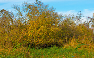 Trees in autumn colors in a forest wetland under a cloudy sky in sunlight at fall, Almere, Flevoland, The Netherlands, November 22, 2020