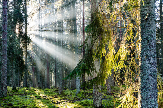 Sun shining through tree trunks, Sweden