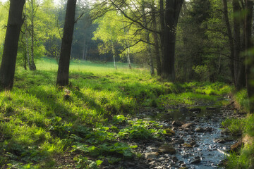 Flowing stream on the spring forest - 394458481
