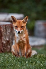 Naklejka na ściany i meble Wild red fox coming to a countryside backyard from the woods in the evening