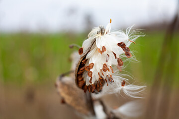 Common Milkweed (Asclepias syriaca) closeup of the seeds
