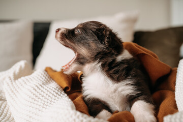 Australian Shepherd Welpe gähnt auf dem Sofa Boho
