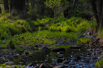 Flowing stream on the spring forest - 394458885