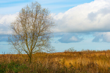 Trees in autumn colors in a forest wetland under a cloudy sky in sunlight at fall, Almere, Flevoland, The Netherlands, November 22, 2020