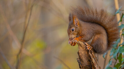 Close-up from cute little red squirrel sitting on a tree and eating a nut