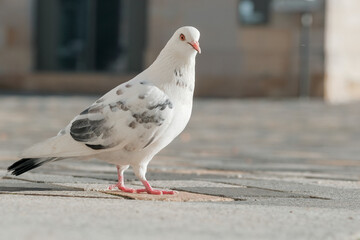 Pigeon blanc