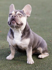 Lilac Trindle French Bulldog Puppy Male Sitting and Looking Up. Off-leash dog park in Northern California.