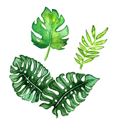 Watercolor tropical leaves,watercolor, tropical leaves ,clip art,Digital drawing, Tropical ,leaves for decoration, high resolution, instant download,watercolor, tropical clip art, Digital drawing