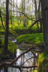 Flowing stream on the spring forest - 394459494