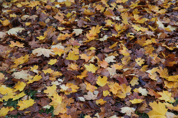 Autumn small leaves are scattered on the grass and ground in autumn on a rainy cloudy autumn day.