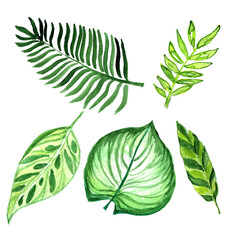 Watercolor tropical leaves,watercolor, tropical leaves ,clip art,Digital drawing, Tropical ,leaves for decoration, high resolution, instant download,watercolor, tropical clip art, Digital drawing