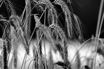 Grain field Black & White - 394459680