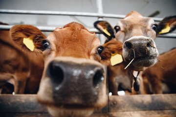 Cows red jersey with automatic collar. Modern farming dairy and meat production livestock industry