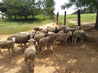 Fototapeta premium flock of sheep in a field