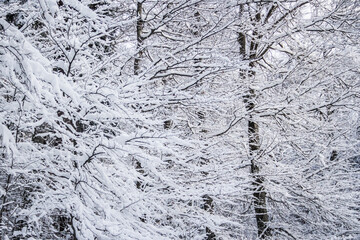 verschneiter Wald in den Alpen