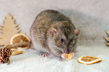 Gray rat in christmas trees, orange slices and cones on a gray background, healthy food and nutrition concept