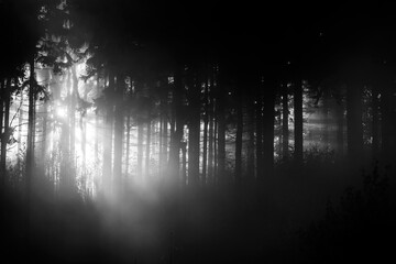 sunlight through misty forest trees Black & White - 394460646