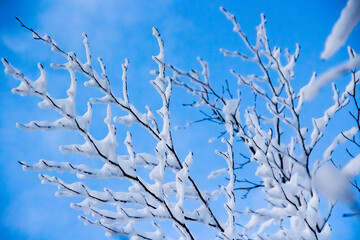verschneiter Wald in den Alpen
