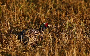 Pheasant hidden in the tall grass