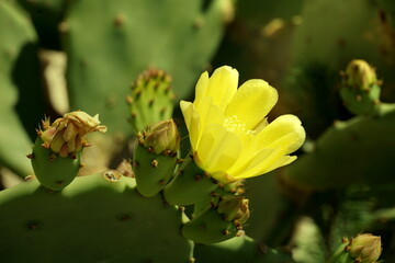 Yellow flower and buds of Opuntia cactus