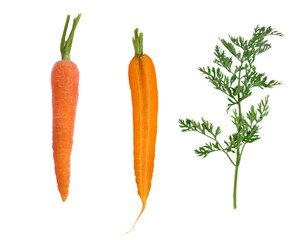 carrots isolated on white