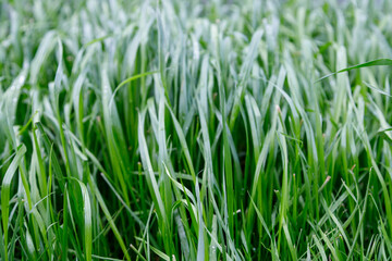Fototapeta na wymiar Close up Green grass background