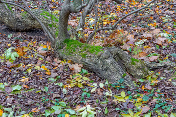 Unusual root of a deciduous perennial tree and dry fallen autumn leaves