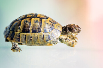 Close up turtle with reflection on the glass, selective focus 