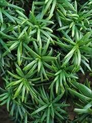 Green shrub leaves in the garden close-up