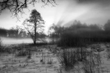 Winter Wonderland in morning light of the sunrise Black & White - 394462472