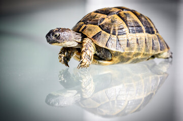 Close up turtle with reflection on the glass, selective focus 