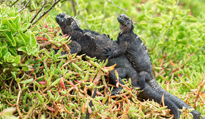 Ecuador. Galapagos. Wild living Iguanas on the San Cristobal Island