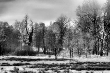 Winter Wonderland in morning light of the sunrise Black & White - 394462833