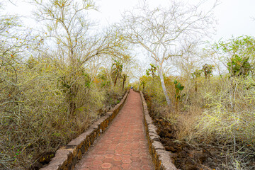 Fototapeta na wymiar Ecuador. On the Galapagos island San Cristobal. Endemic and typical wild trees.