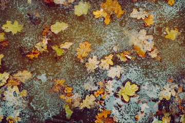 fallen autumn leaves in water with melted snow