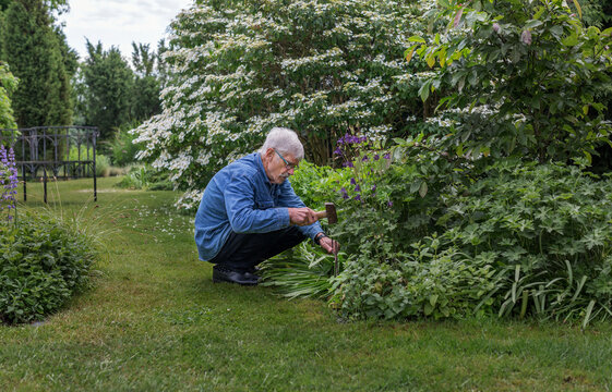 Man working in garden, Denmark